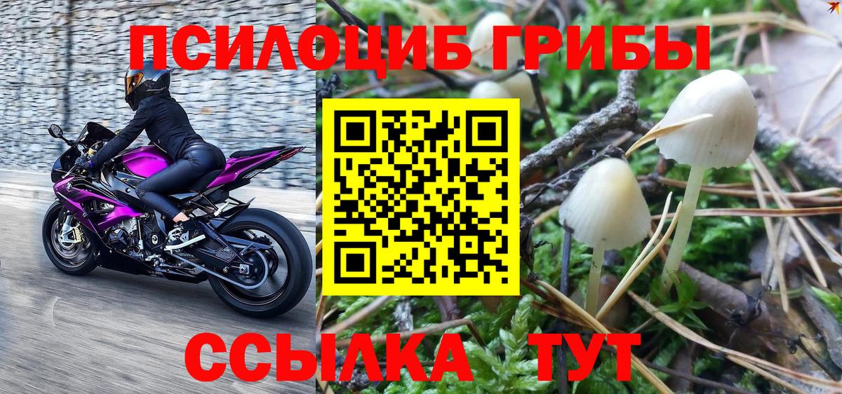 Галлюциногенные грибы Psilocybe Ярославль